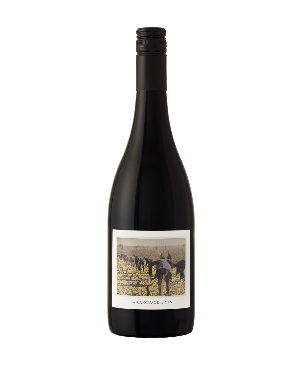 THE LANGUAGE OF YES GRENACHE